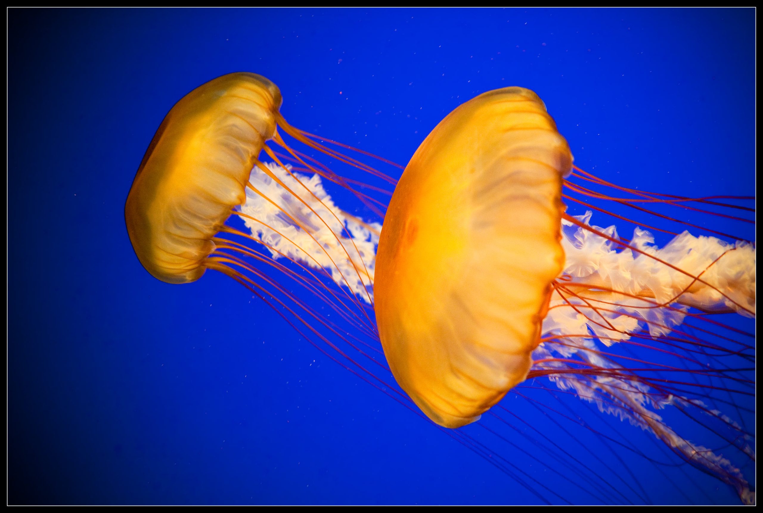 Méduse dorée © Kenny Louie CC BY 2.0