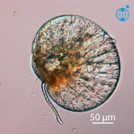 Noctiluca scintillans © Alfred Wegener Institute for Polar and Marine Research