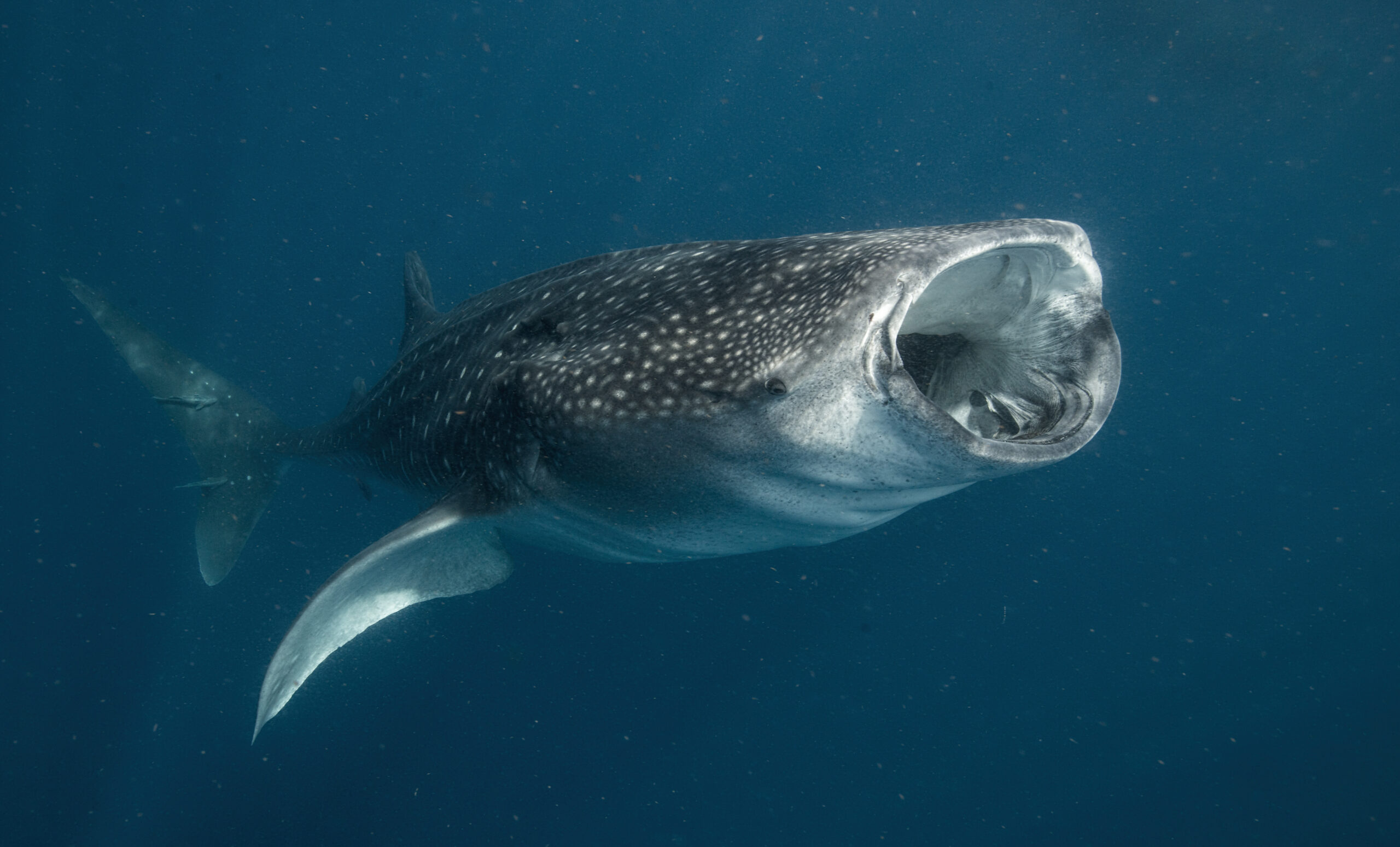 Un requin-baleine en train de se nourrir au large d&rsquo;Isla Mujeres, au Mexique. © Ocean Image Bank – Amanda Cotton