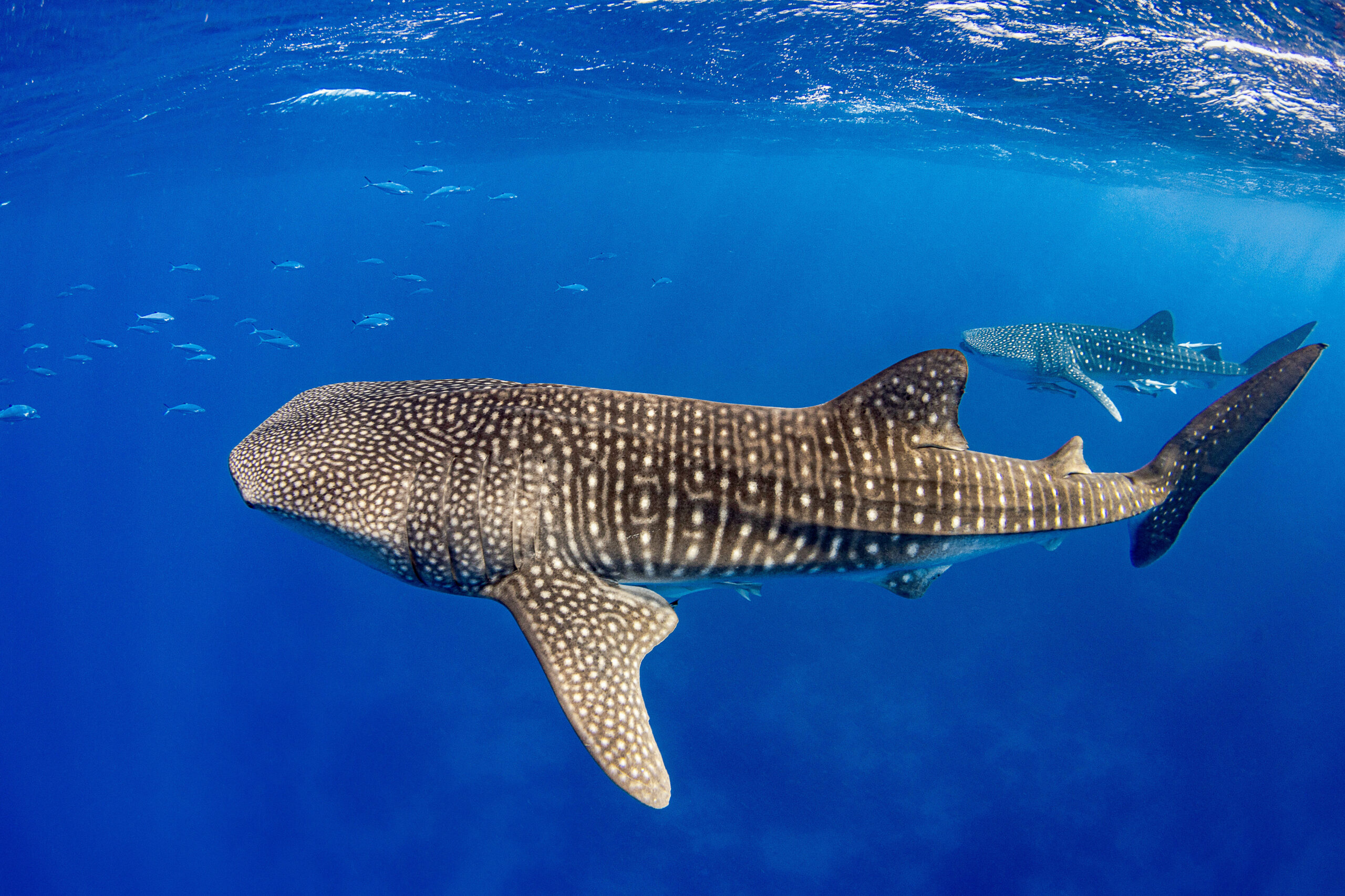 Deux requins-baleines nagent ensemble. © Ocean Image Bank – Renata Romeo