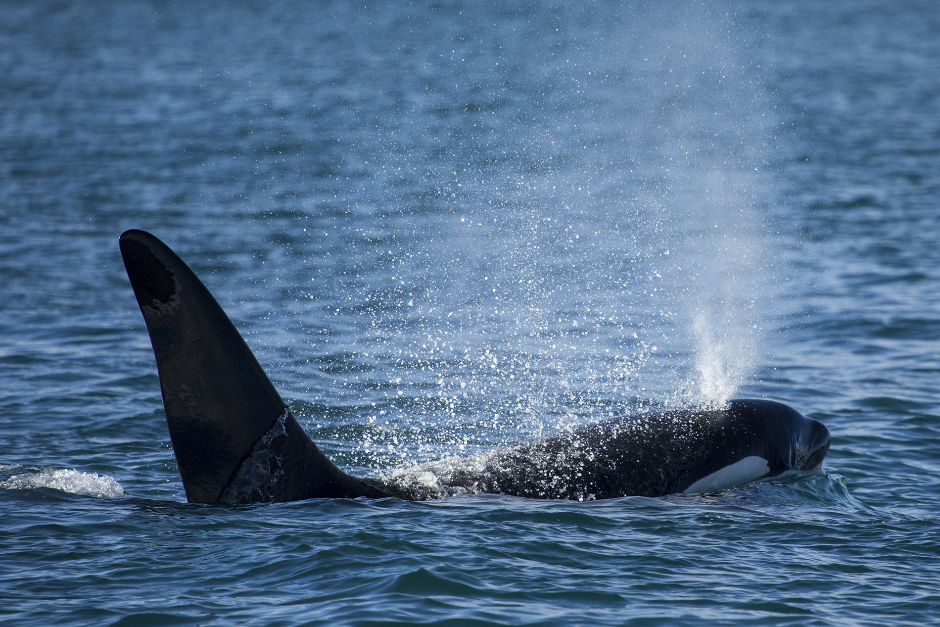 Souffle d&rsquo;une orque © Maarten Visser – CC BY SA 2.0