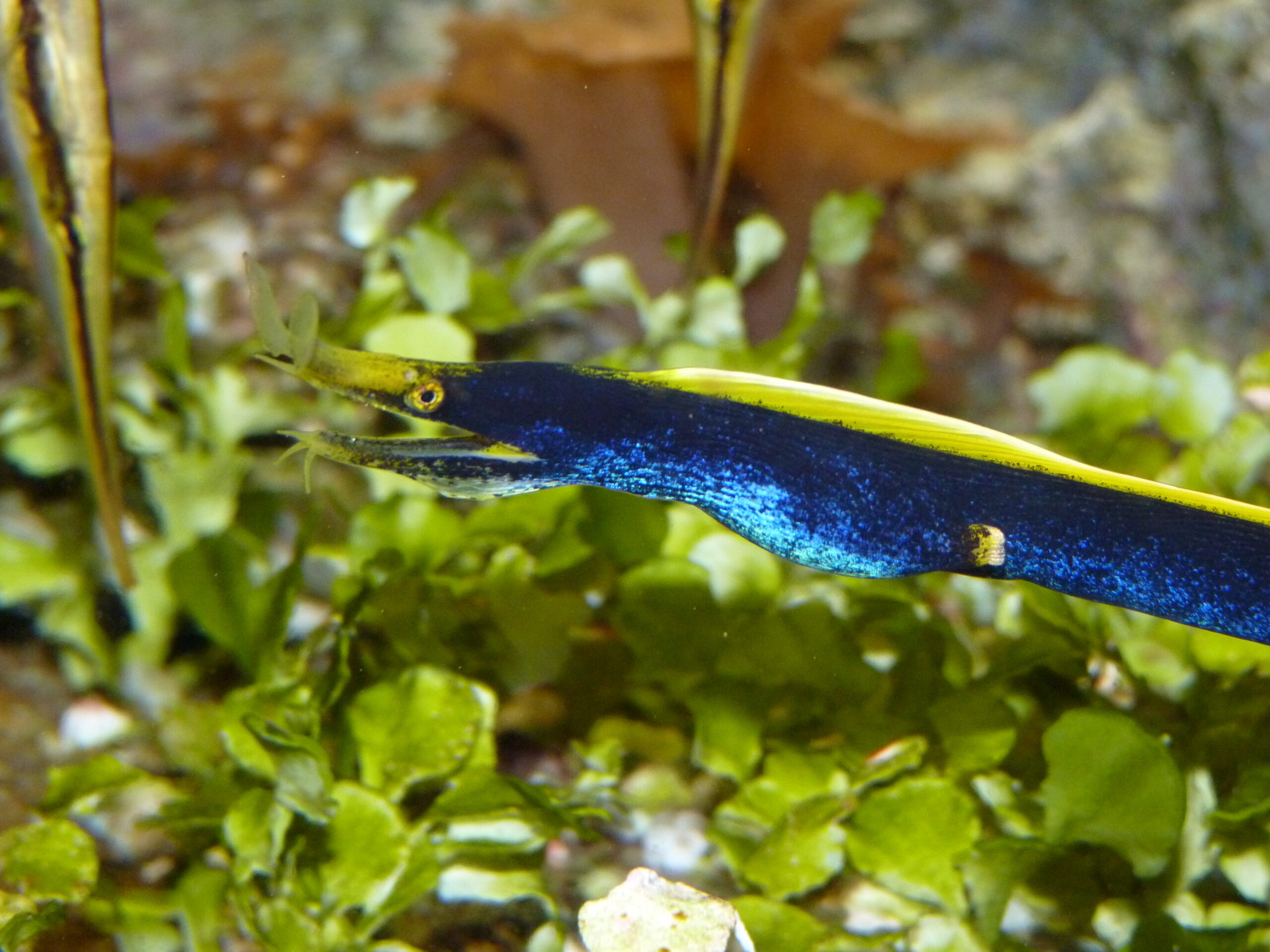 La murène ruban @ La Cité de la Mer