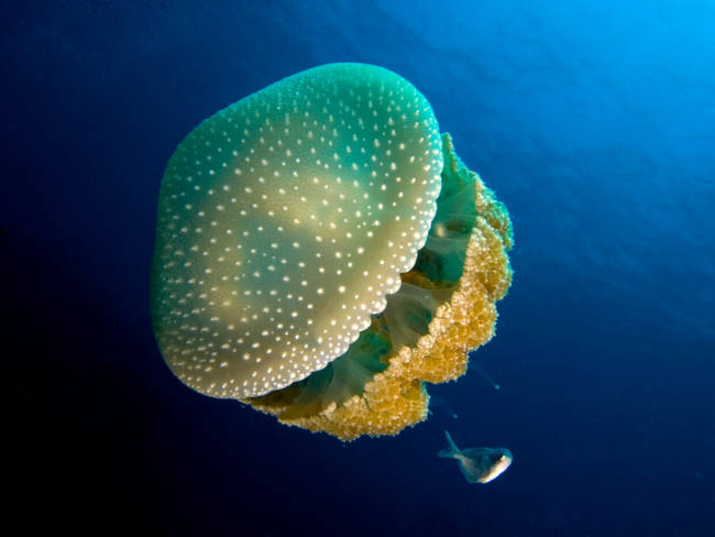 Phyllorhiza punctata © Nick Hobgood