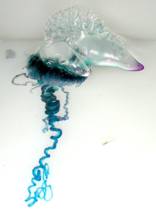 Physalie bleue, Physalia physalis, appelée aussi galère portugaise © NOAA – Creative Commons