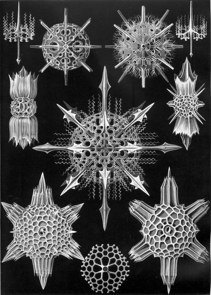 Planche intitulée "Acanthophracta" © Ernst HAECKEL, "Kunstformen der Natur" (1904)
