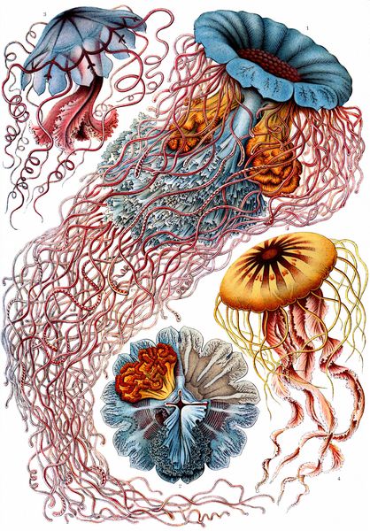 Planche intitulée "Discomedusae" © Ernst HAECKEL, "Kunstformen der Natur" (1904)