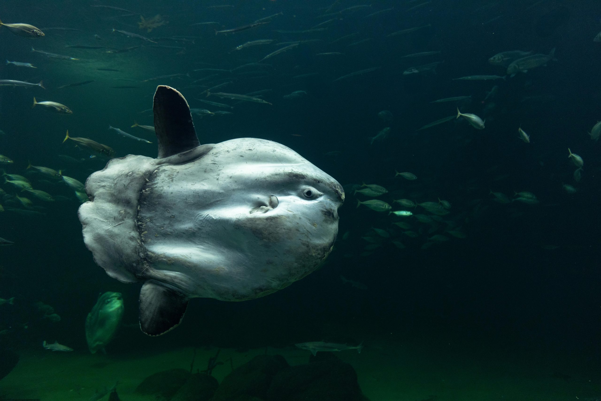 Poisson lune © Pexels
