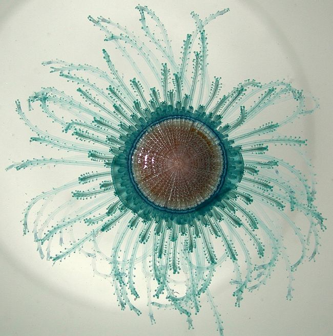 Porpita © NOAA – Creative Commons