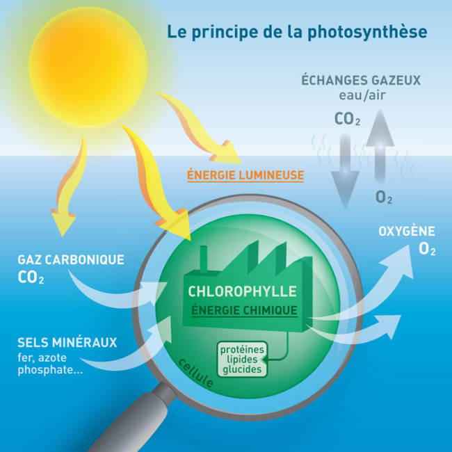 Principe de la photosynthèse © Plancton du Monde, Géraldine JUBLIN