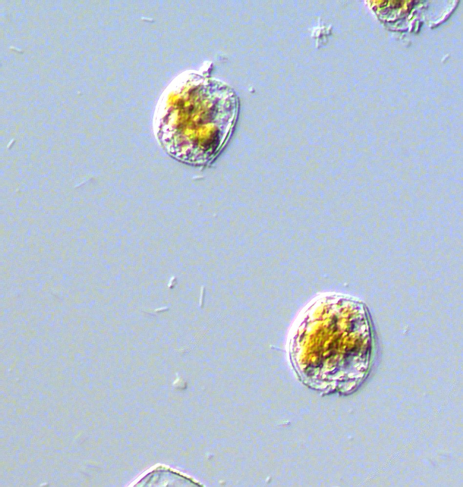 Prorocentrum minimum © NOAA