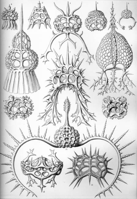 Spyroidea © Ernst HAECKEL, « Kunstformen der Natur » (1904)