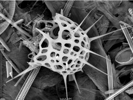 Squelette de radiolaire © Alfred Wegener Institute for Polar and Marine Research