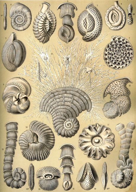 Thalamophora iscoidea © Ernst HAECKEL, « Kunstformen der Natur » (1904)