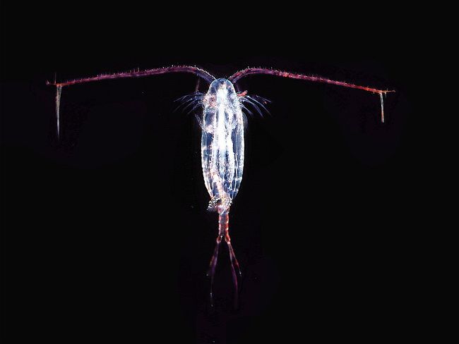 Un copépode © Uwe Kils