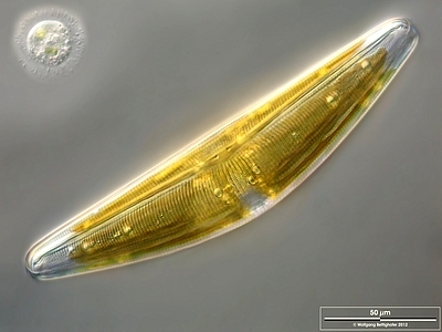 Une diatomée pennée, Cymbella © Alfred Wegener Institute for Polar and Marine Research