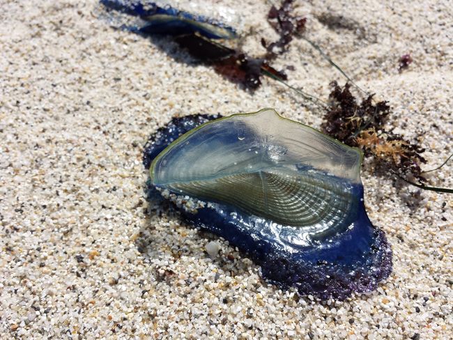 Velella velella © Evan BALDONADO – Creative Commons