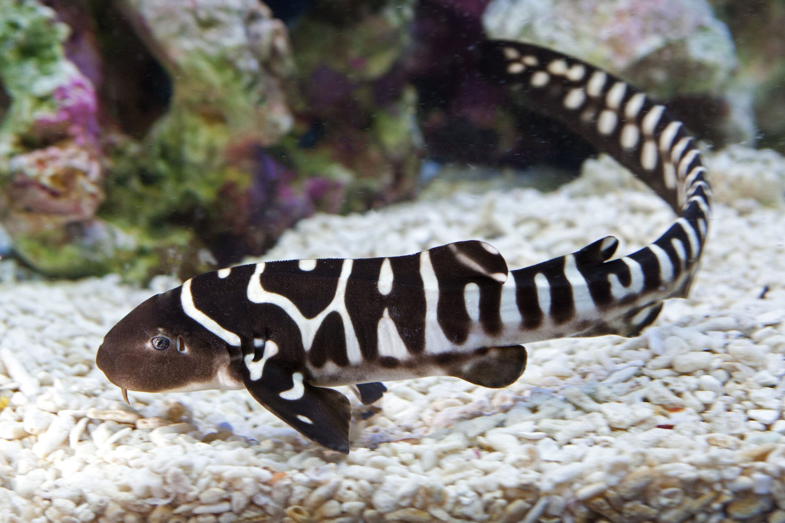 Zebra_Shark_Baby