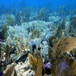 algues, une biodiversité marine en danger