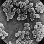 bactéries, une biodiversité marine en danger