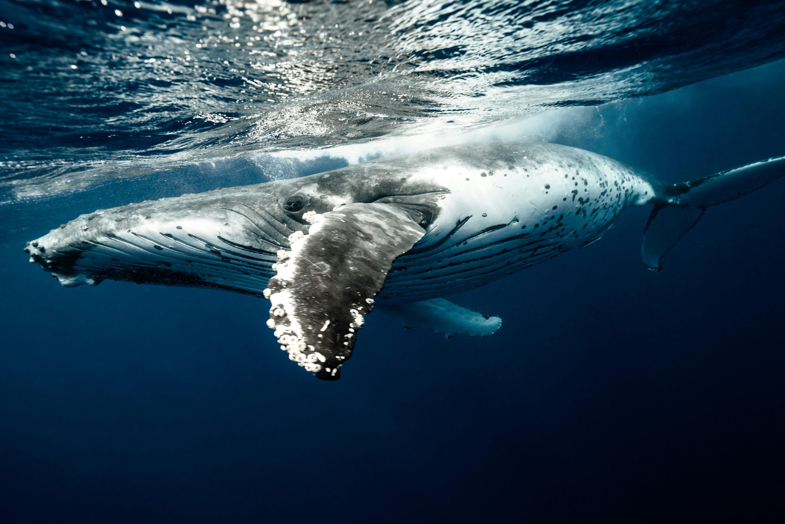 baleine à bosse © Pexels (2)
