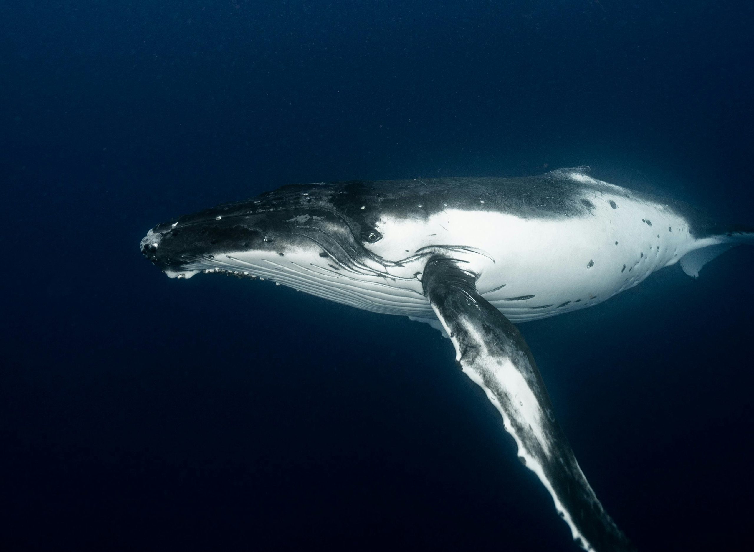 baleine à bosse © Pexels (4)