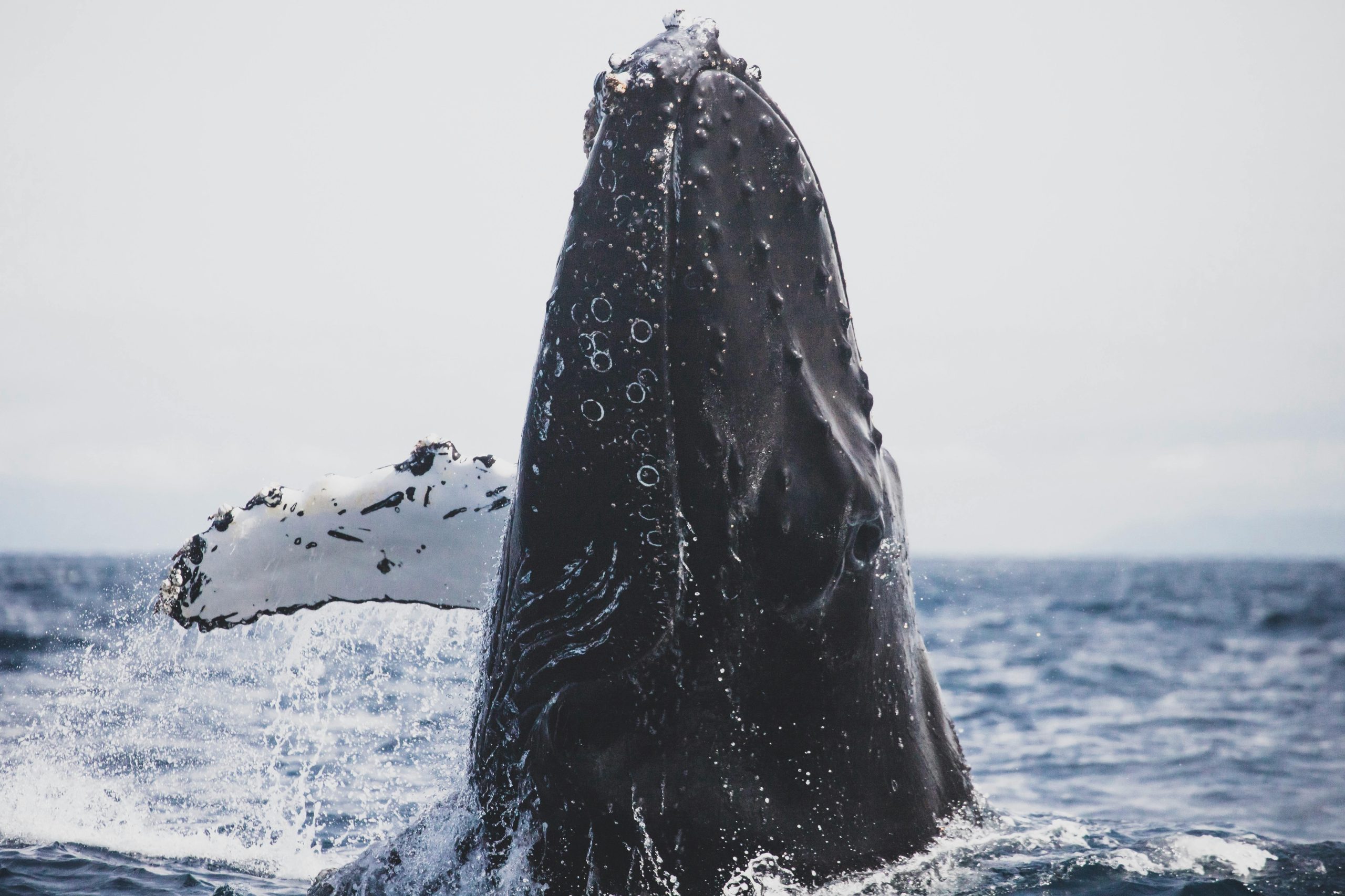 baleine à bosse © Pexels (5)