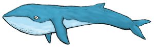Les animaux marins expliqués aux enfants, baleine bleue, la cité de la mer