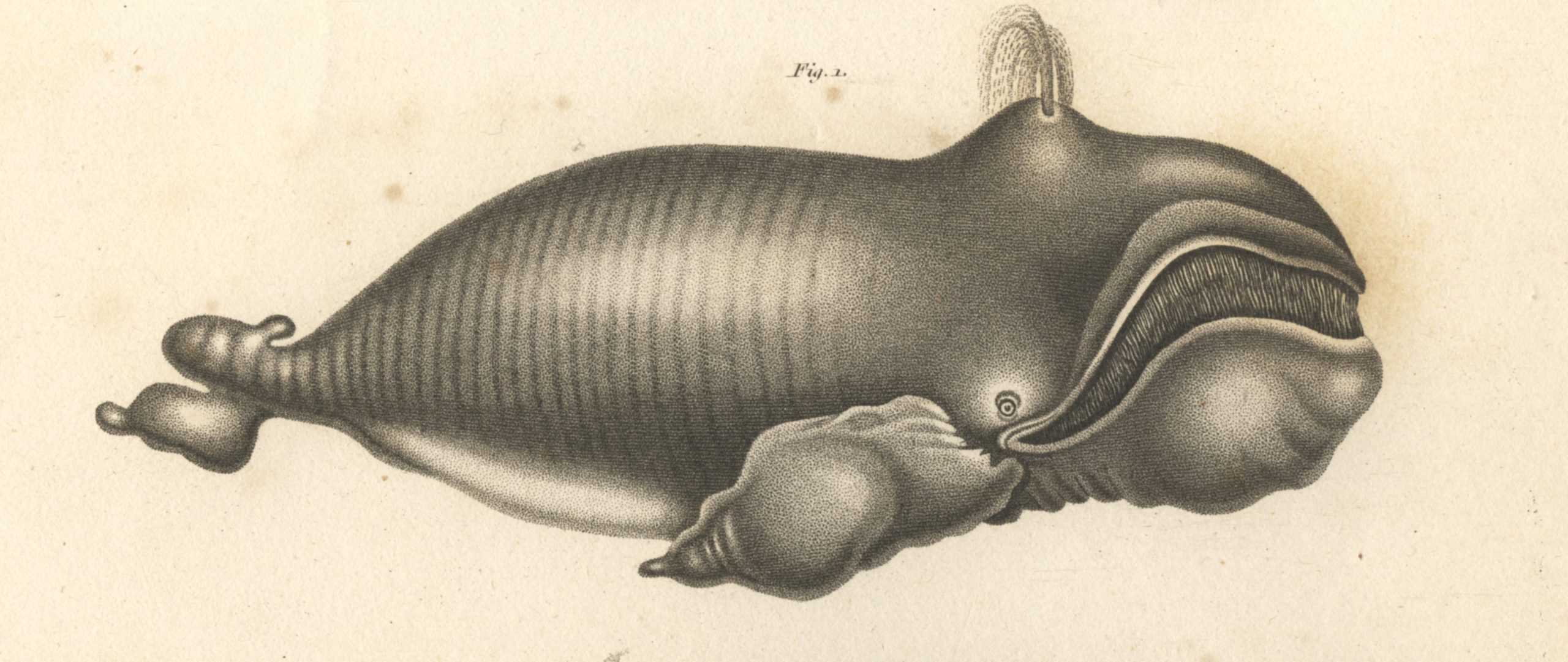 baleine