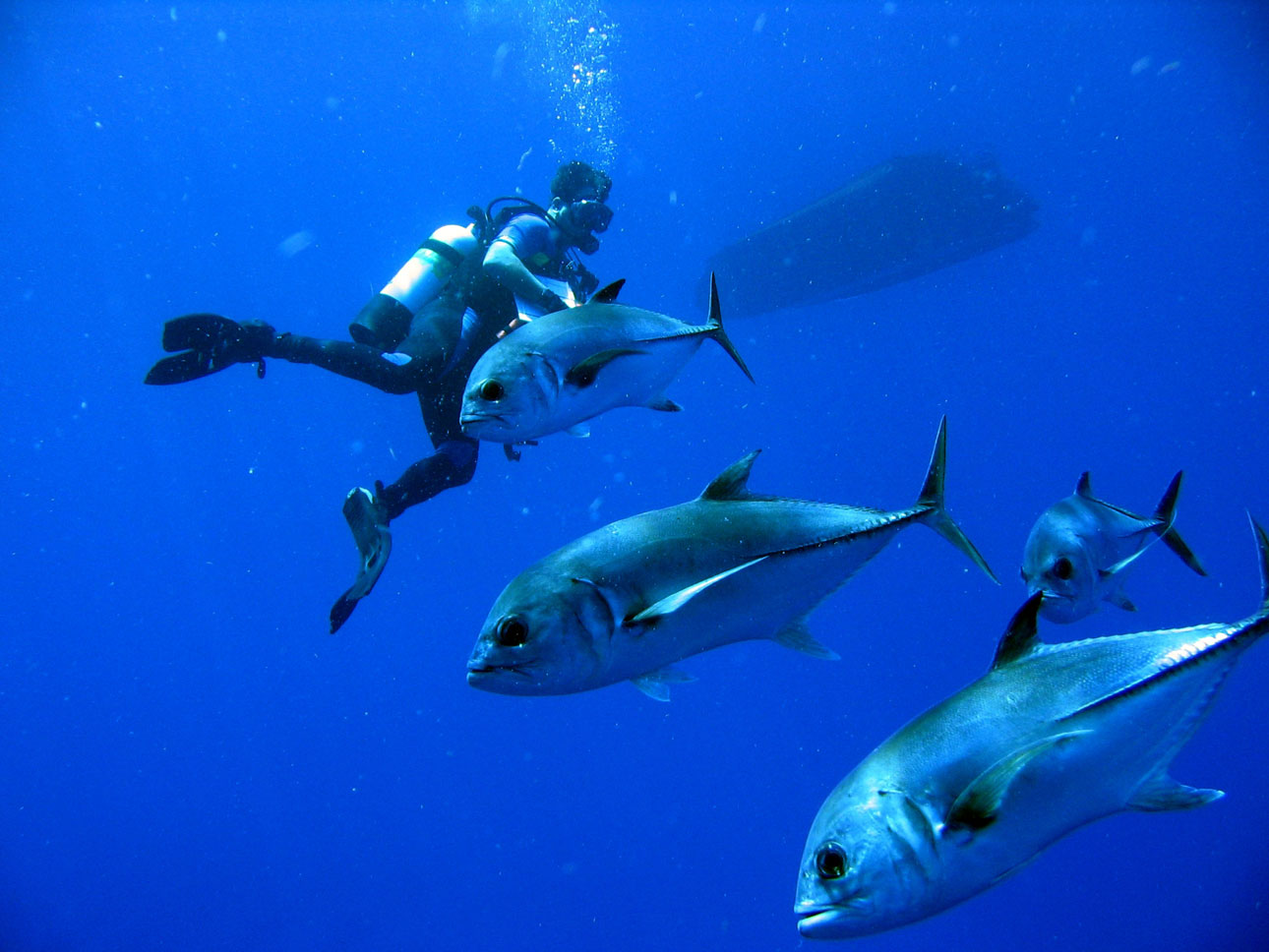 carangue gros yeux © NOAA