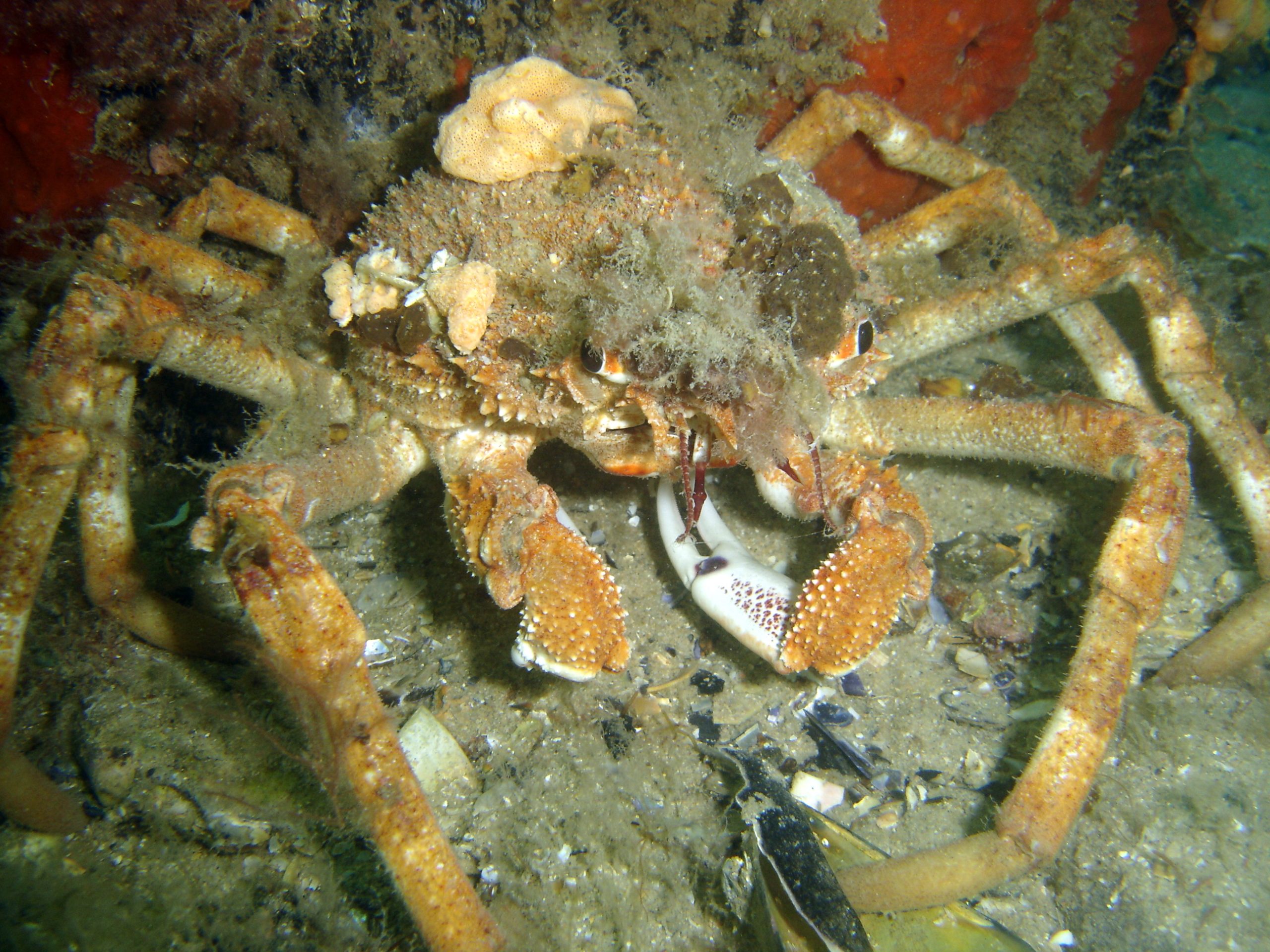 crabe araignée de mer géante © Saspotato CC BY-NC-SA 2