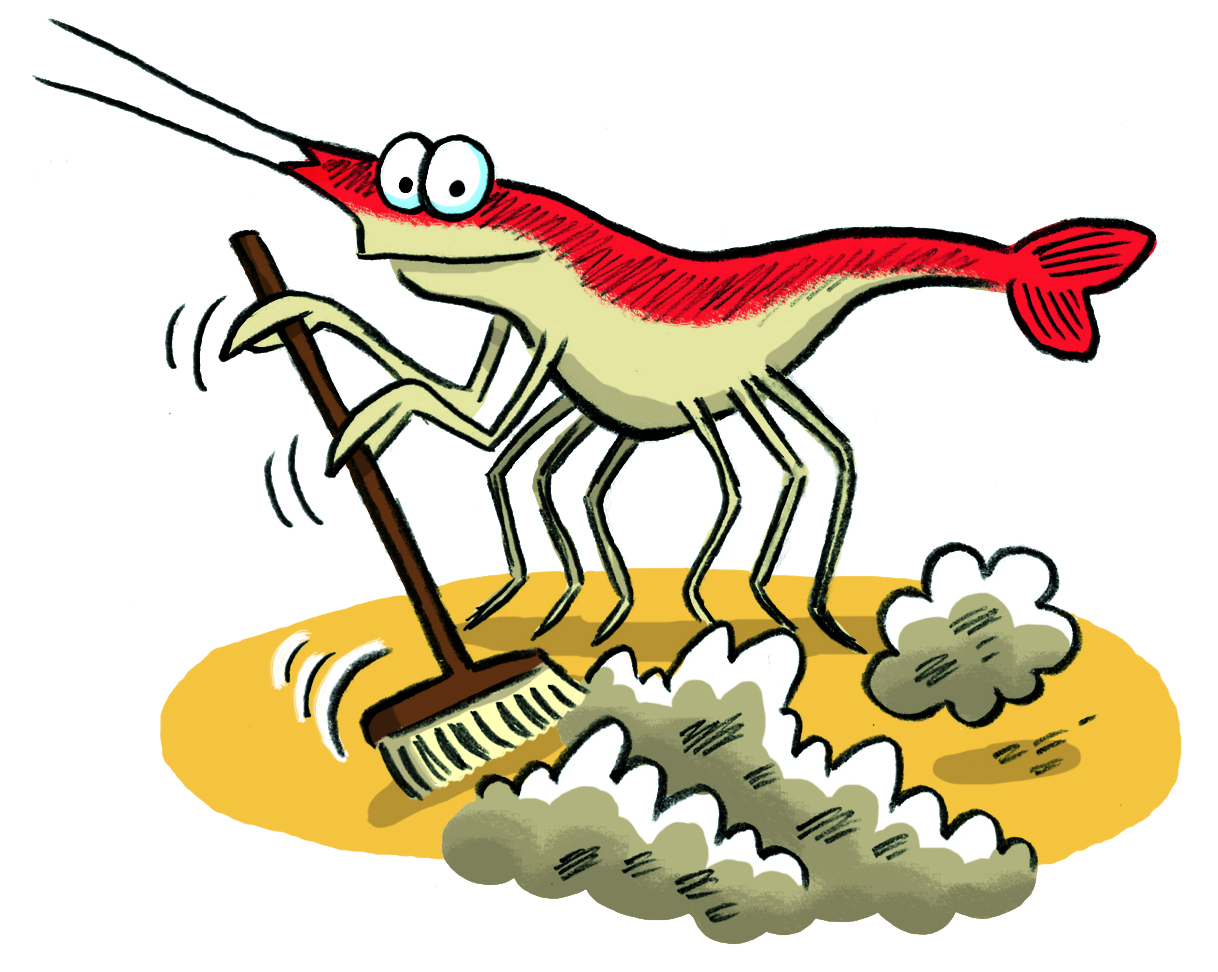 crevette nettoyeuse