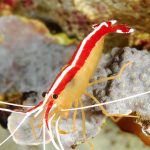 une biodiversité marine en danger, la cité de la mer