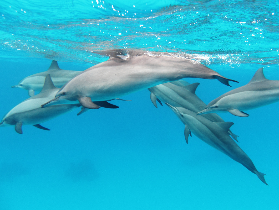 dauphin Stenelle © Alexander Vasenin CC BY SA 3.0