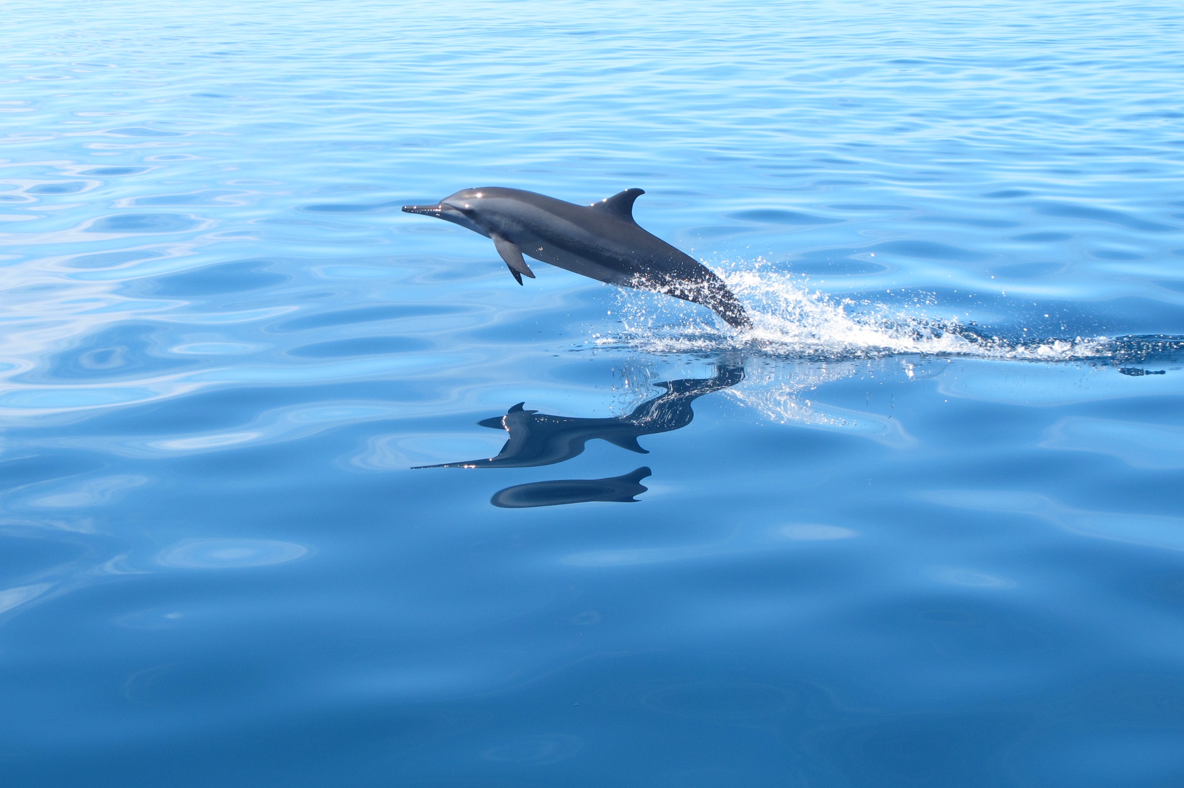 dauphin Stenelle © Alexia Pihier for MDC SeaMarc Maldives CC BY SA 4.0