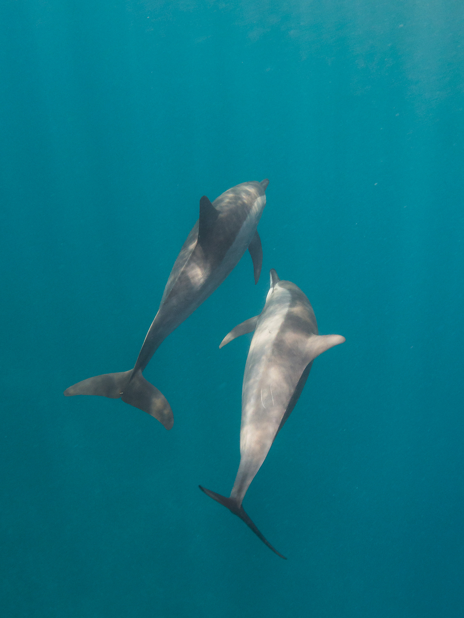 Spinner Dolphin (Stenella longirostris)