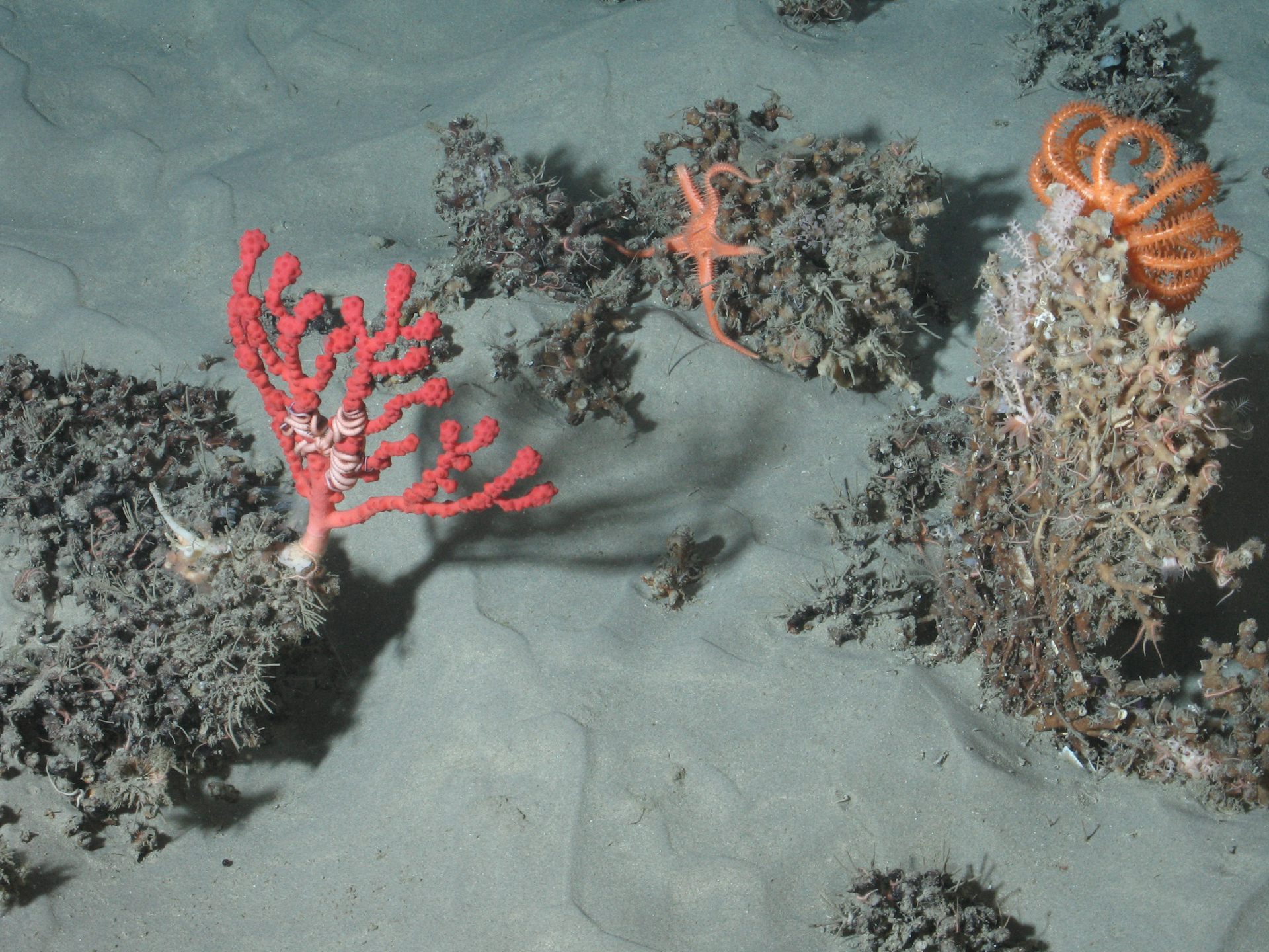 file-20200818-16-2cad0c