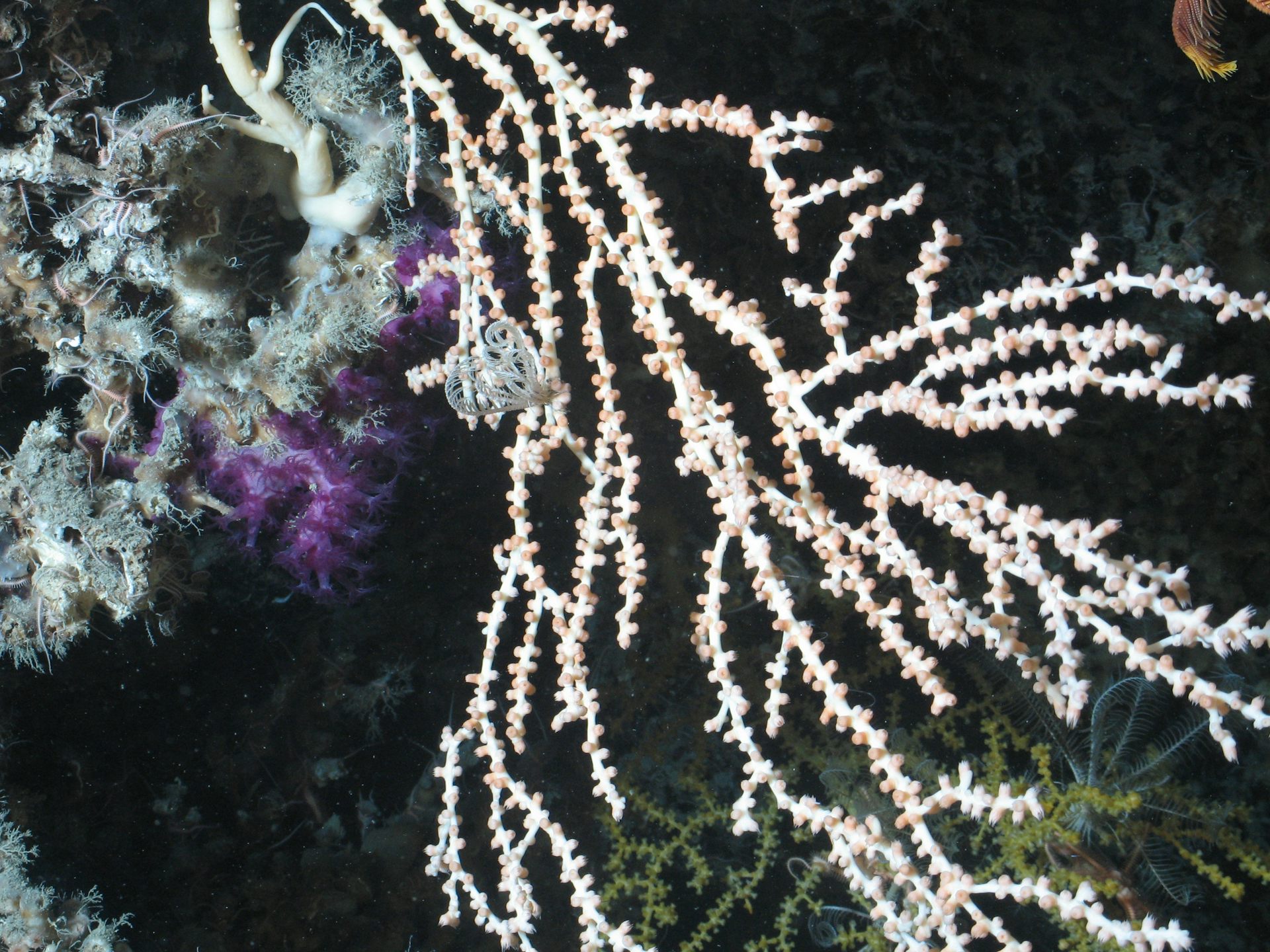 file-20200818-20-nuanbo