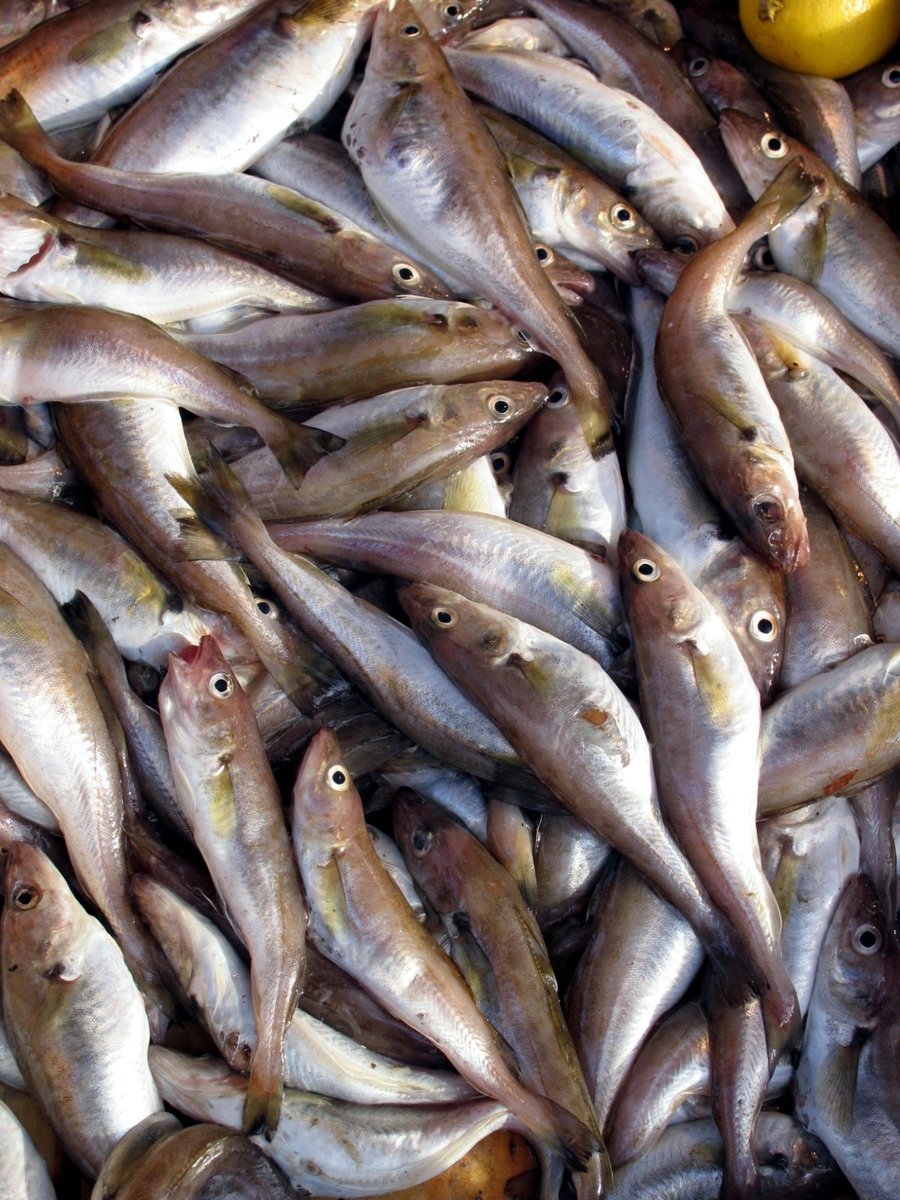 fish-1329377