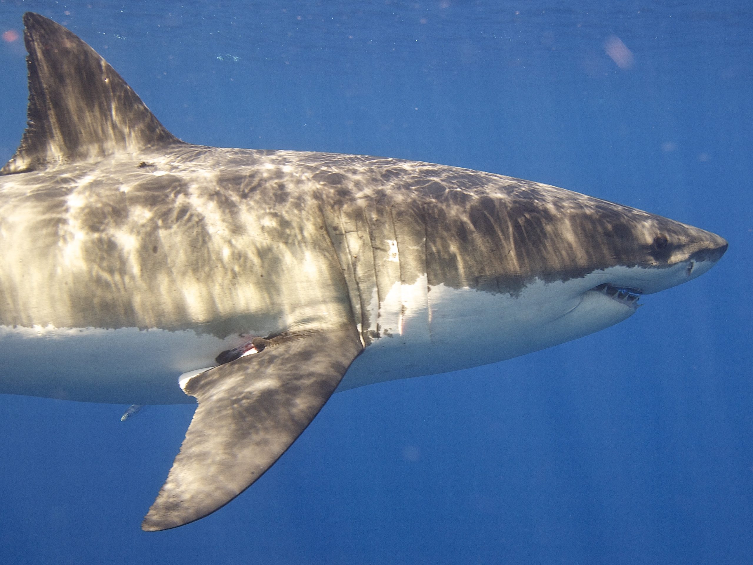 grand requin blanc © Elias Levy CC BY 2.0