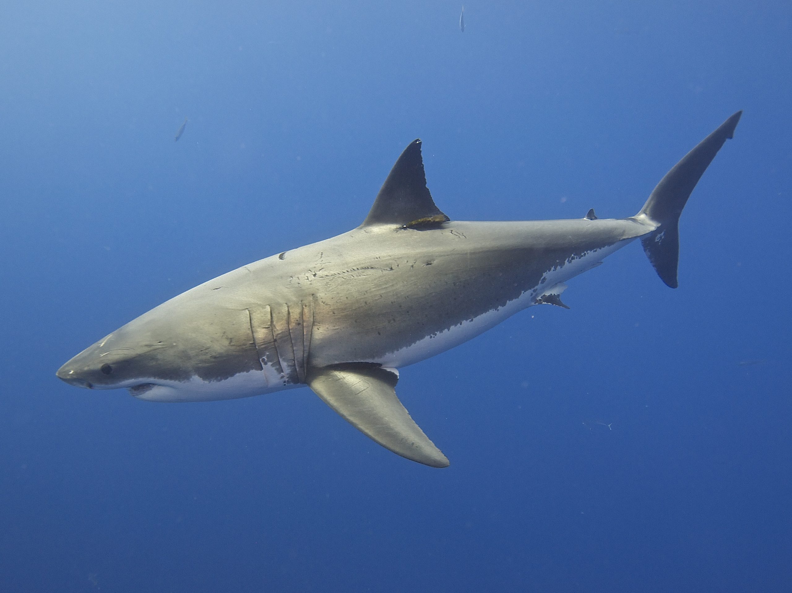 grand requin blanc © Elias Levy CC BY 2.0