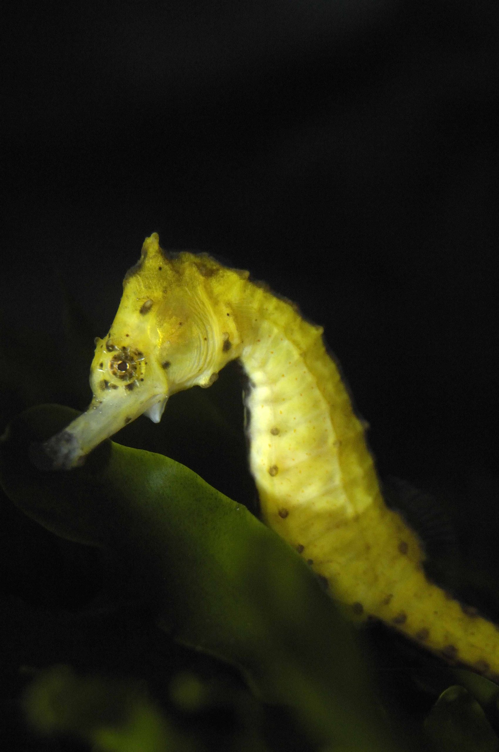hippocampe rayé © Frédéric Bassemayousse, La Cité de la Mer (2)