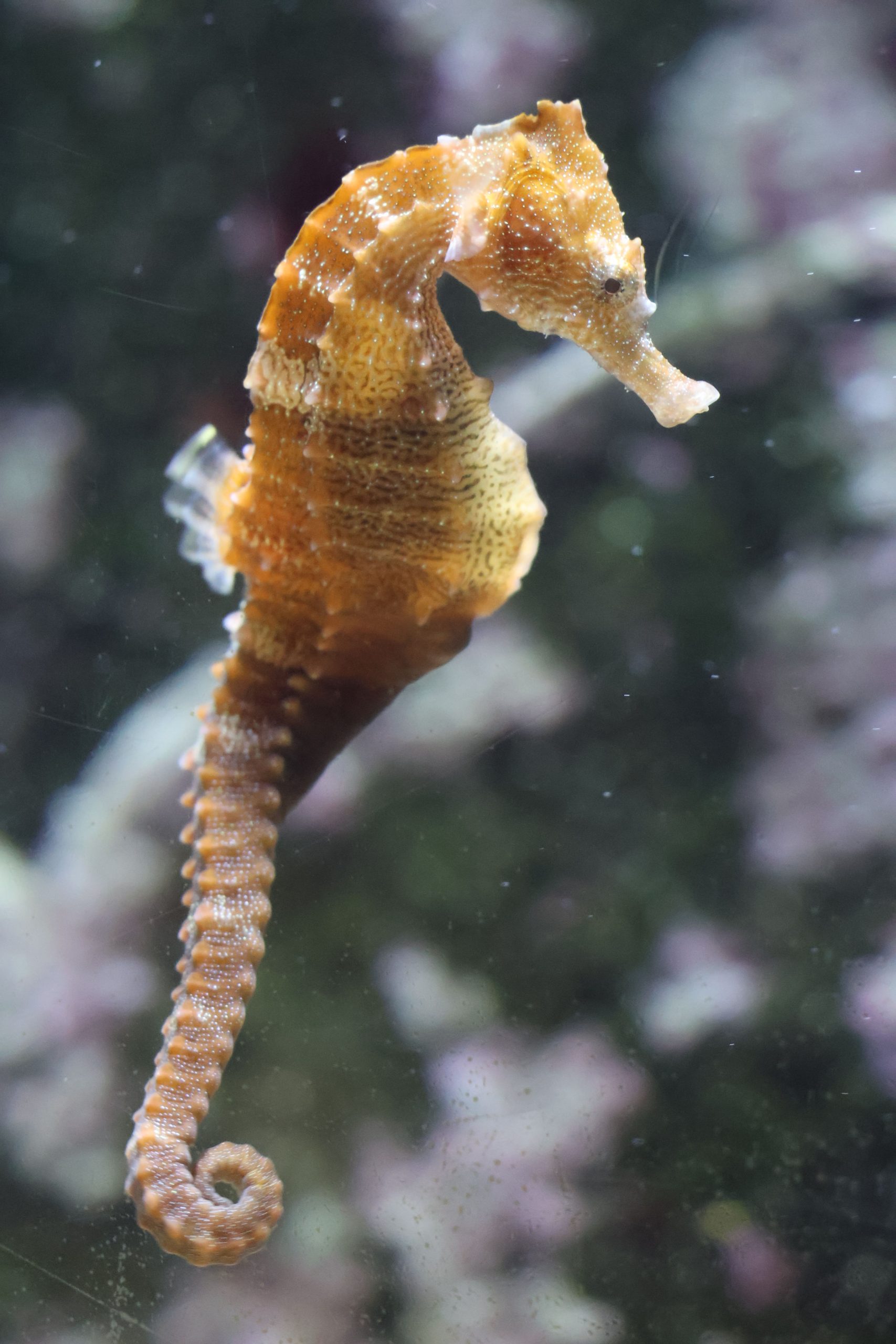hippocampe rayé © Julie HENRY POUTREL, La Cité de la Mer