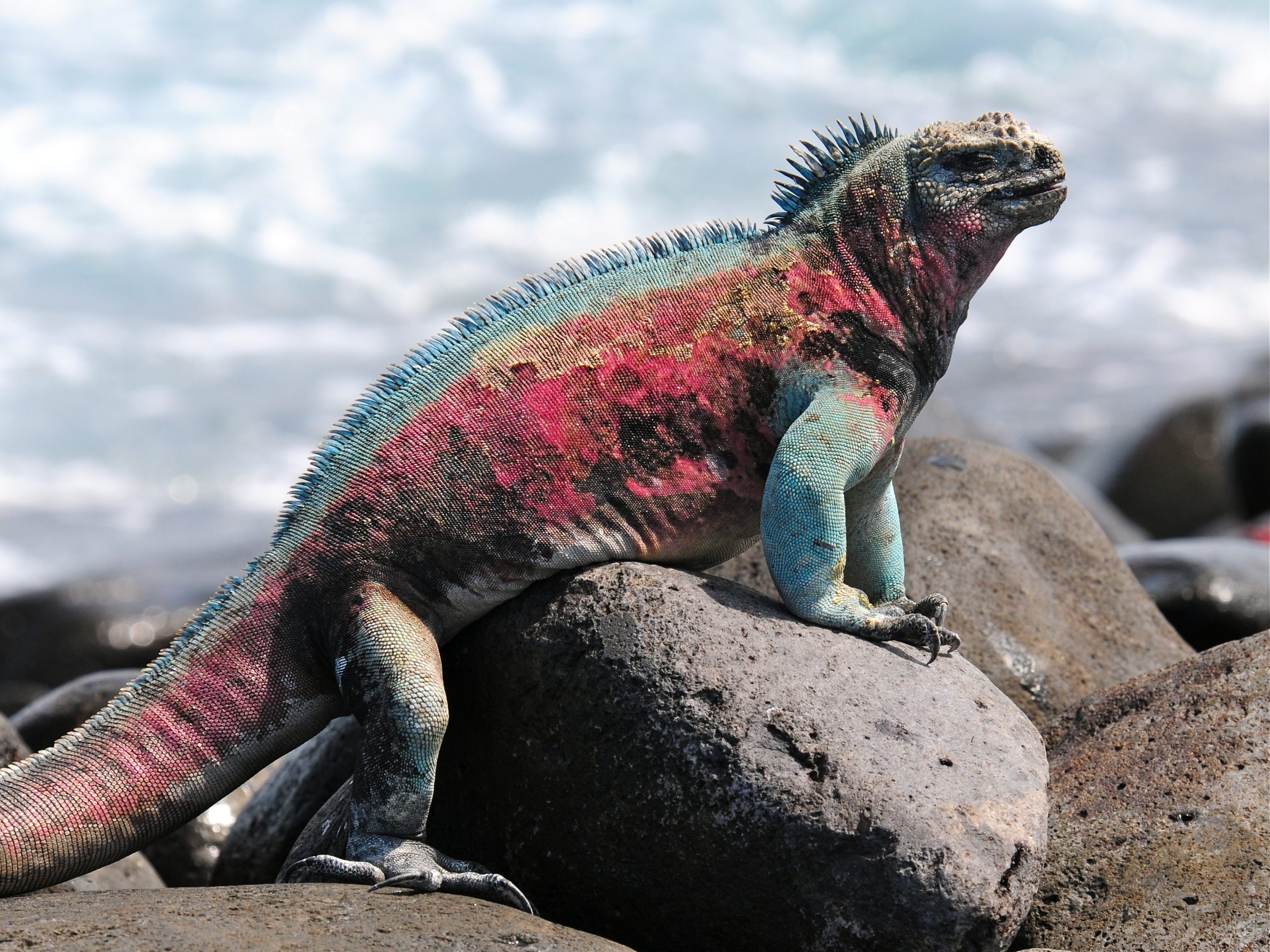 iguane marin © Vince Smith CC BY 2.0