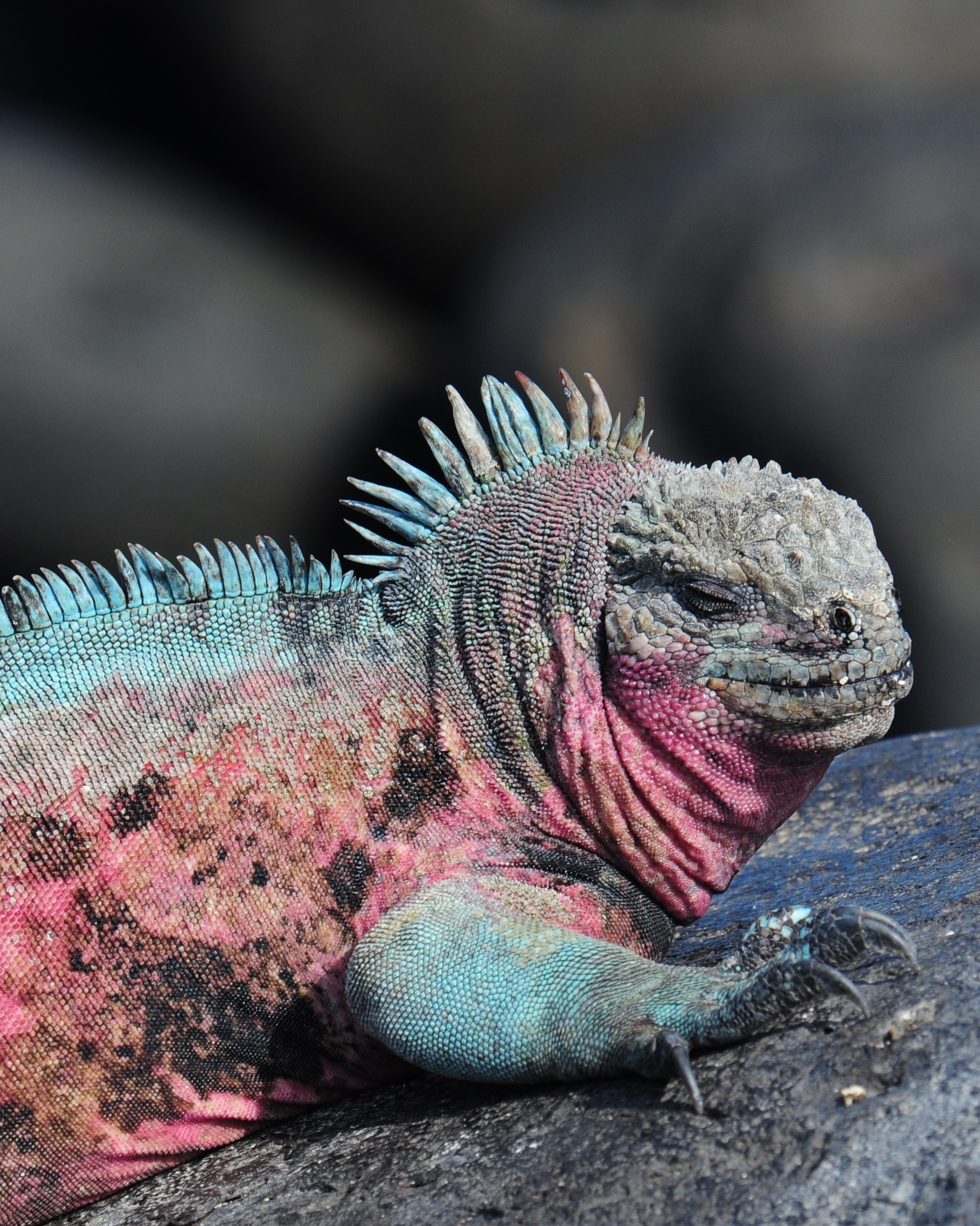 iguane marin © Vince Smith CC BY 2.0