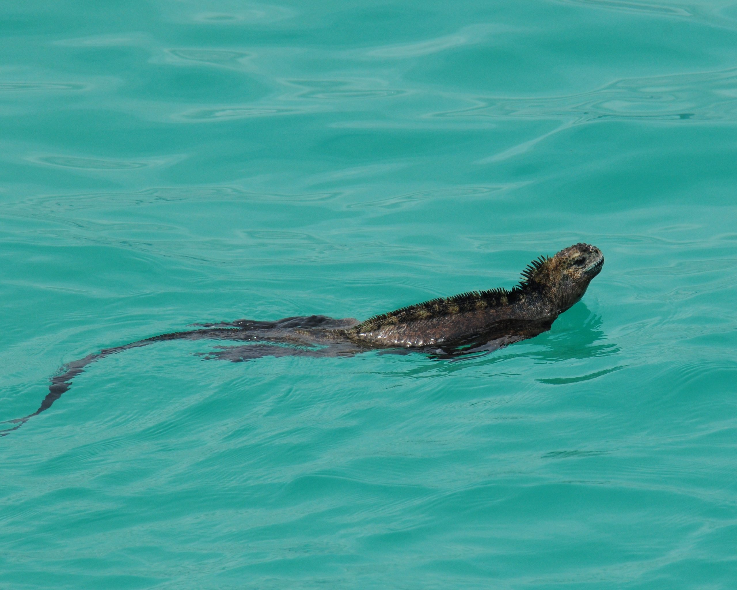 iguane marin © Vince Smith CC BY 2.0