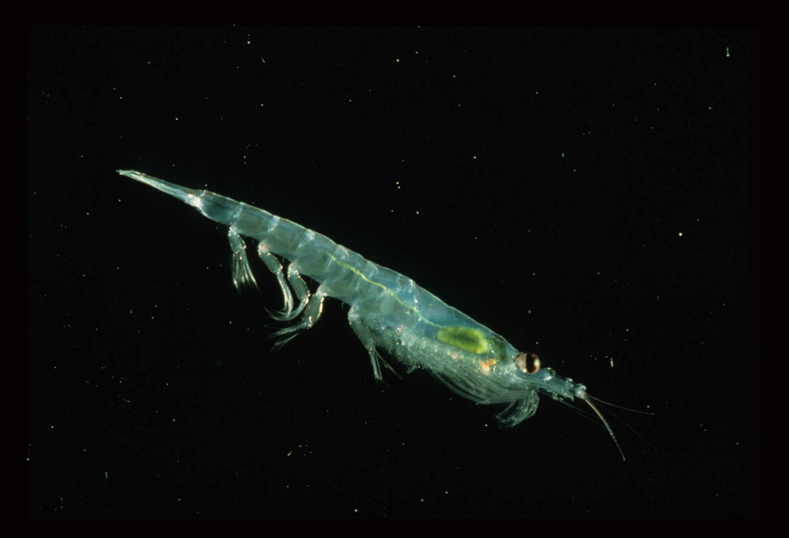krill antarctique © NOAA Dr. Wayne Trivelpiece