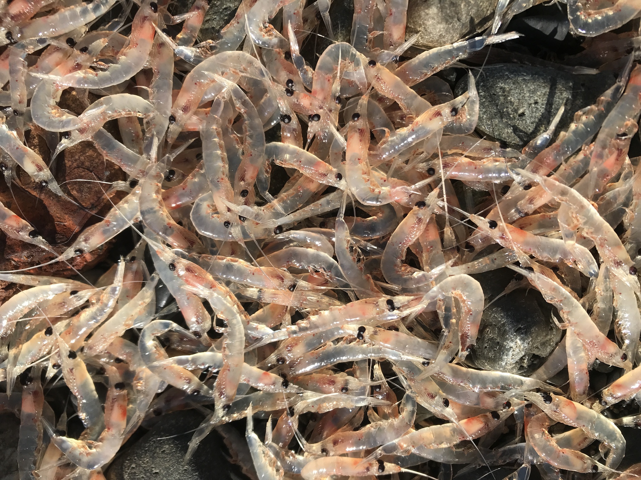 krill atlantique © Gina Lonati CC BY 4.0