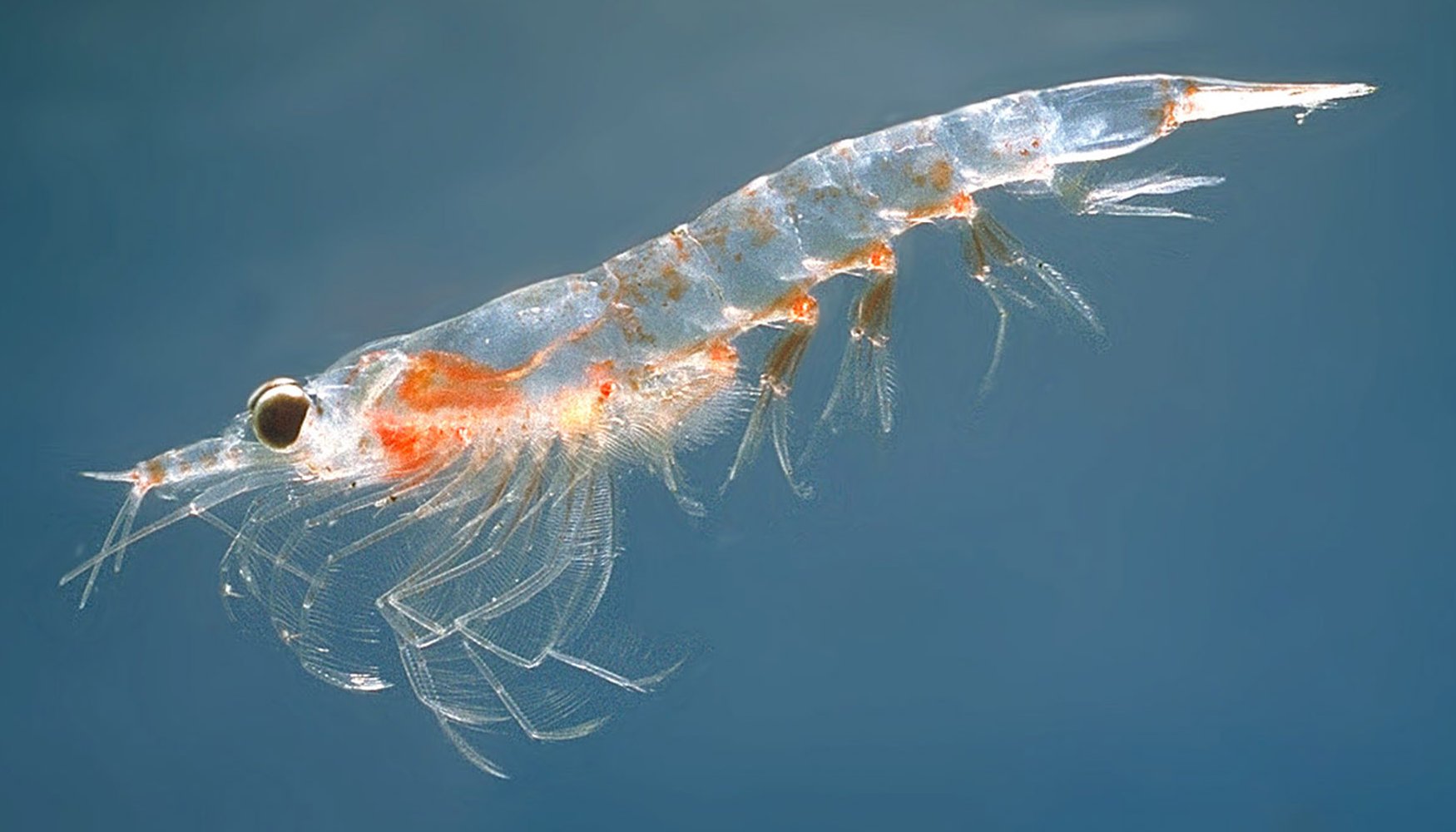 krill atlantique © Øystein Paulsen CC BY SA 3.0
