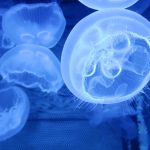 méduses, une biodiversité marine en danger, la cité de la mer