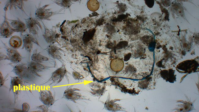 microplastique-x4-1